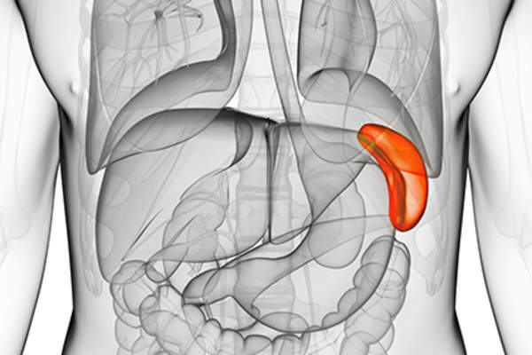 人体脾脏解剖模型。