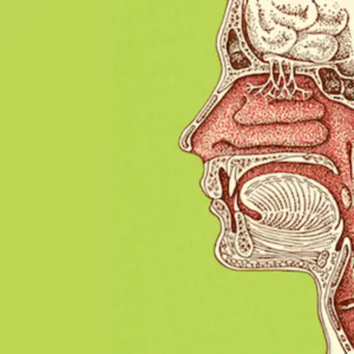 Illustration of throat