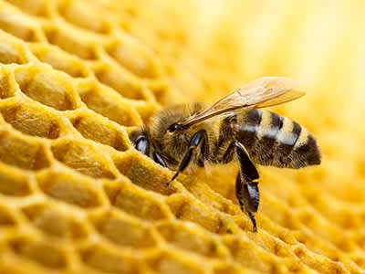 蜂巢里的蜜蜂。
