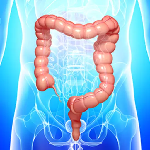 大肠的解剖学。