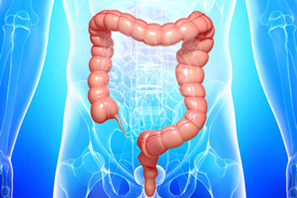 大肠的解剖学。