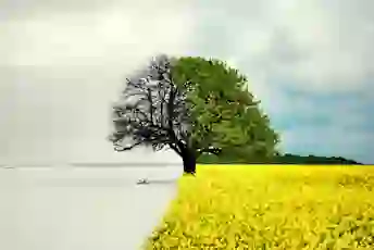 黑色和白色的颜色