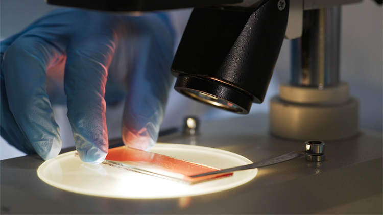 科学家在显微镜下观察血样。