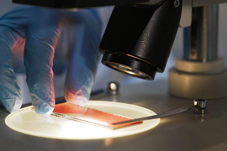 科学家在显微镜下观察血液样本。