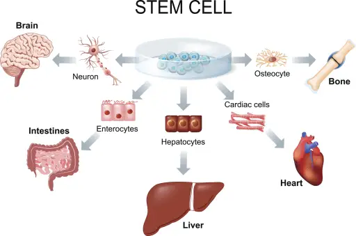 干细胞图。