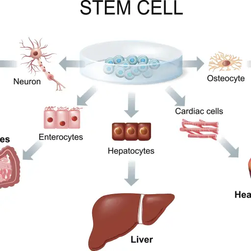 干细胞图。
