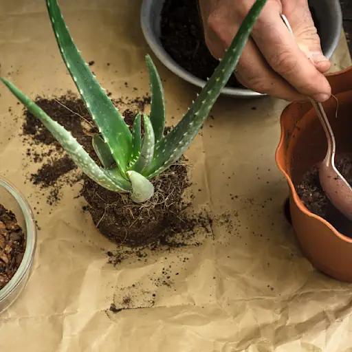 将植物移动到新锅中。