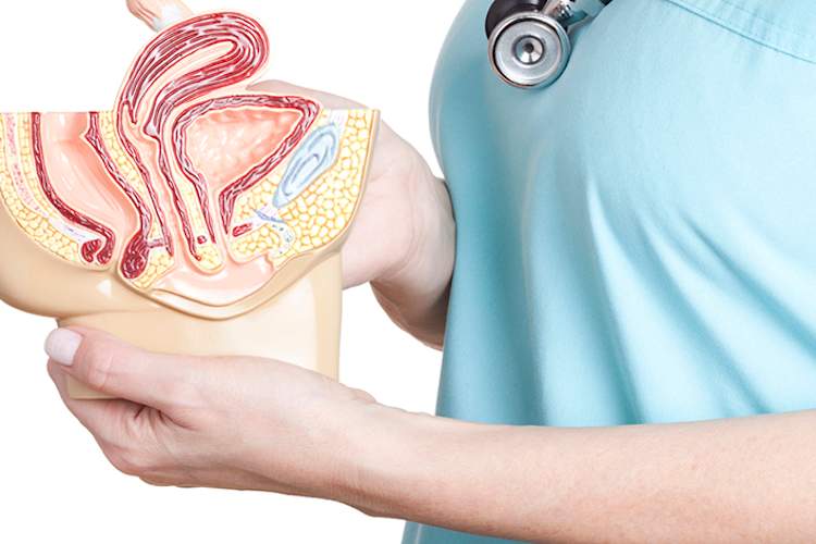 医生拿着一个女性骨盆的医学模型。