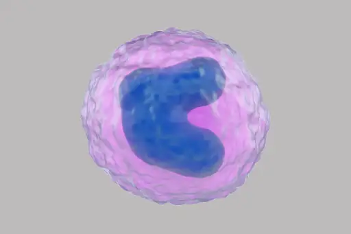 单核细胞的数字渲染。