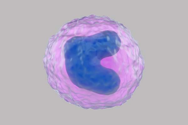 单核细胞的数字呈现。