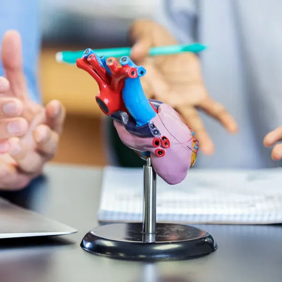 心脏的解剖模型