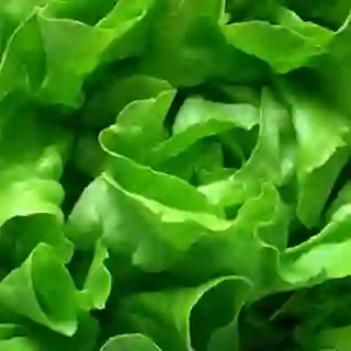 butter lettuce image