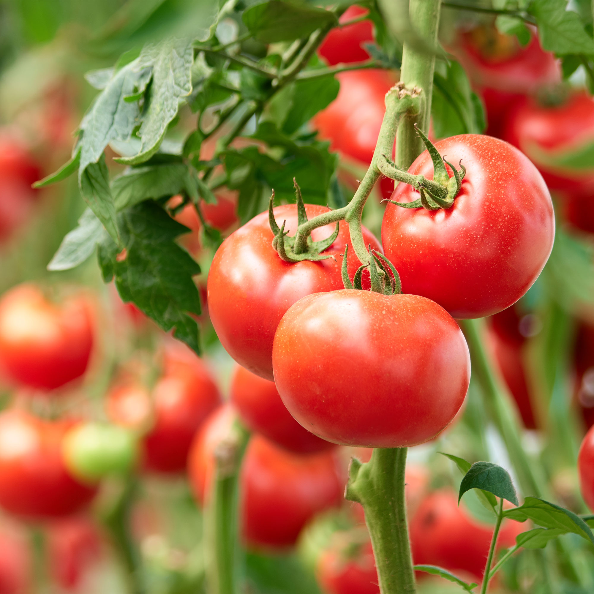 葡萄树视图的西红柿