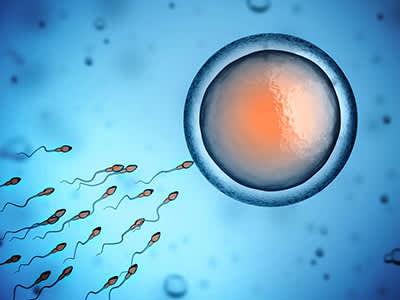 精子和卵子细胞。