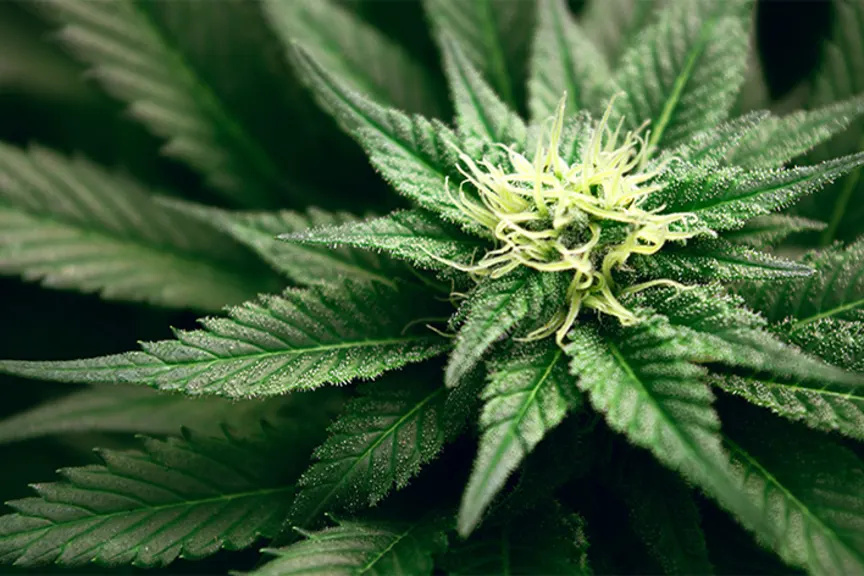 大麻植物。