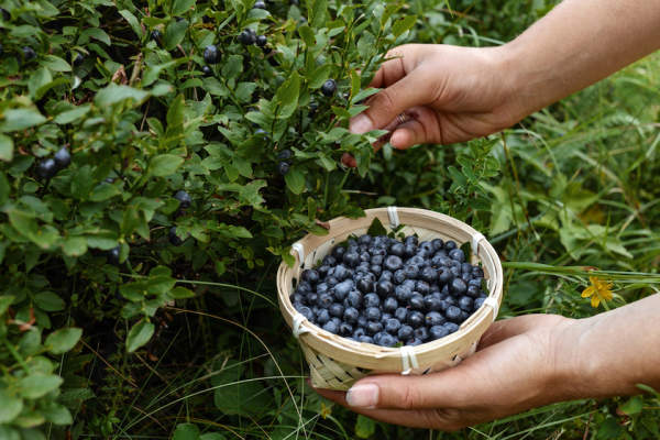 摘蓝莓。