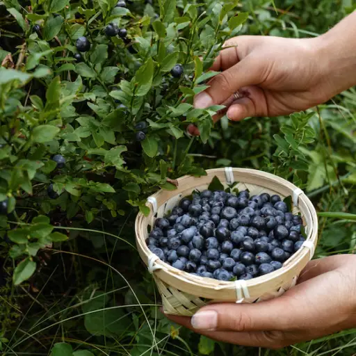 采摘蓝莓。