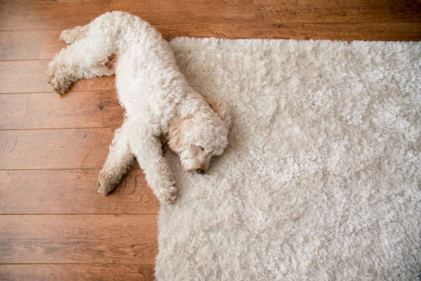 狗躺在地毯上