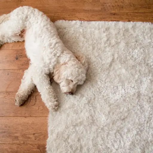 狗铺设在区域地毯