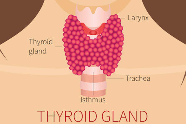 标记甲状腺绘图