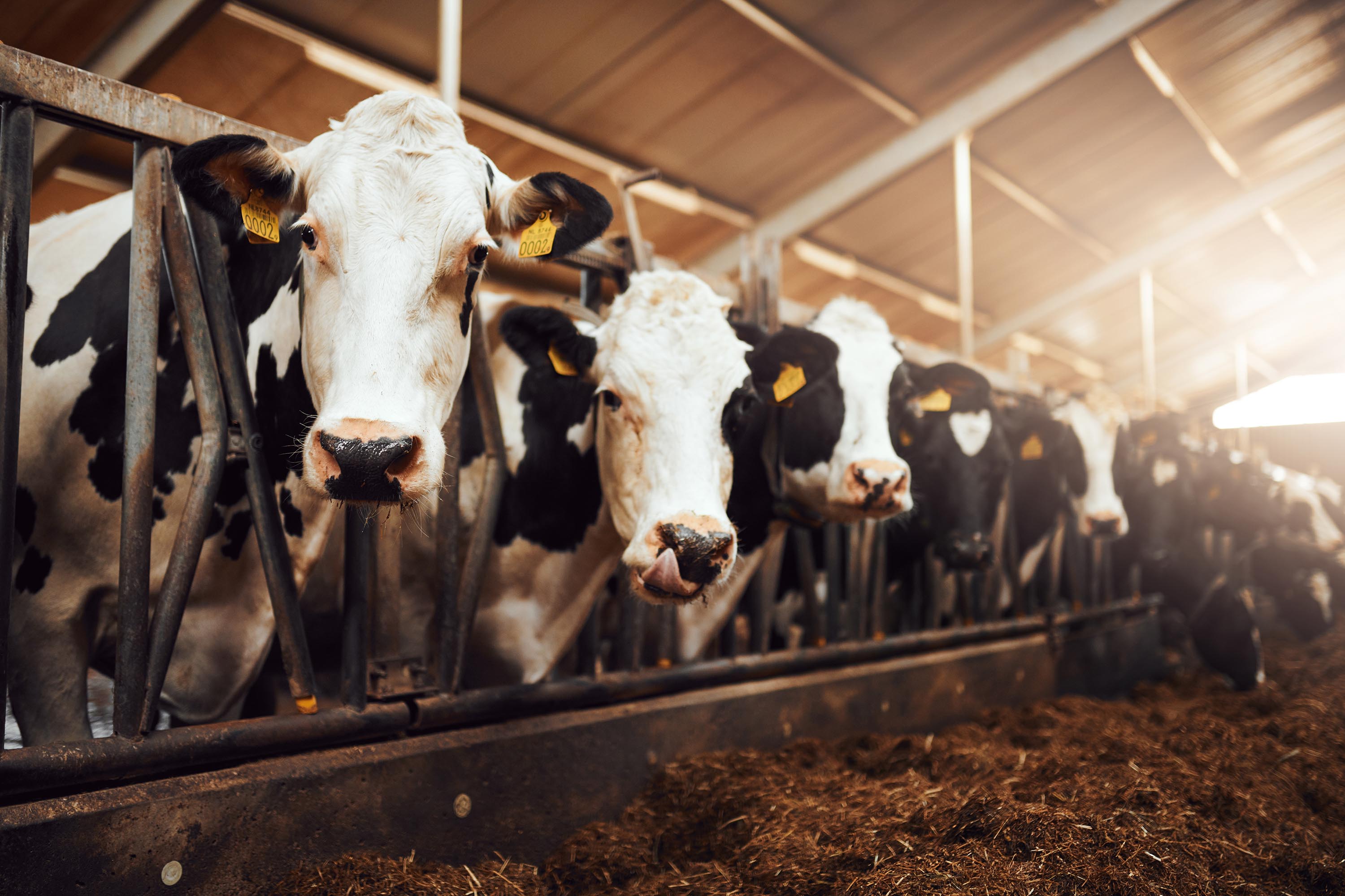 Is a Bird Flu Pandemic on the Way?