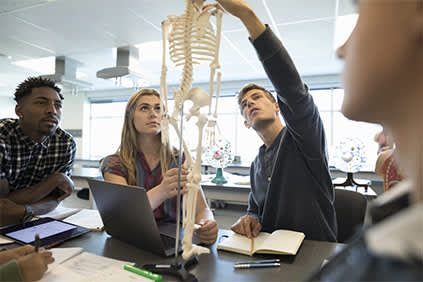 学生在研究解剖课人类骨骼。