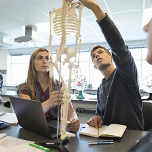 学生在解剖学课程中检查一个人的骨骼。