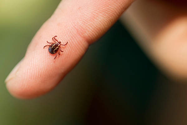 勾选上的手指。