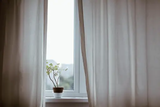 窗帘和植物在窗户