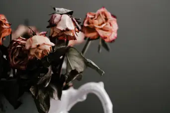 dying roses in vase