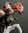 dying roses in vase