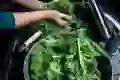 A person washes kale in a kitchen sink
