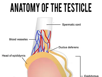 睾丸解剖图。