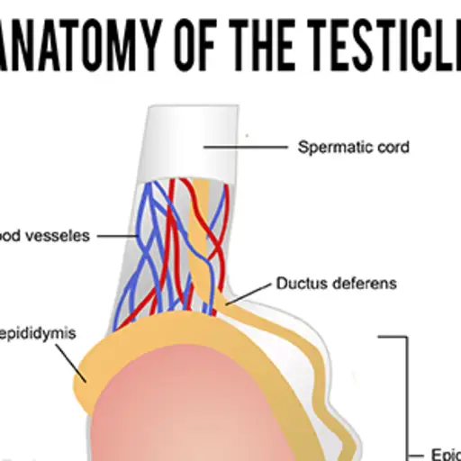 睾丸解剖图。