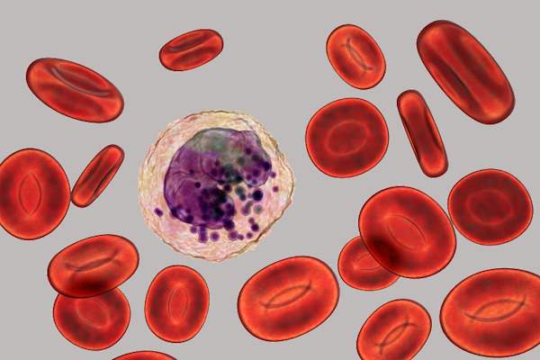 嗜碱性粒细胞,白细胞。