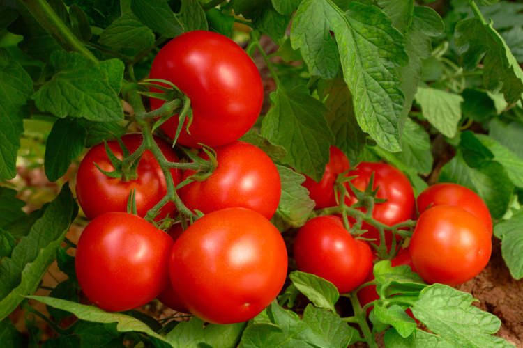 藤图像上的西红柿