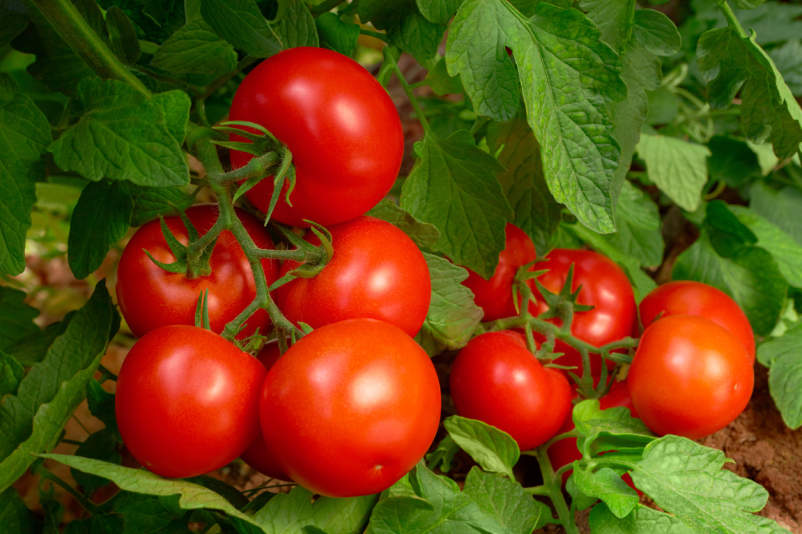 藤图像上的西红柿