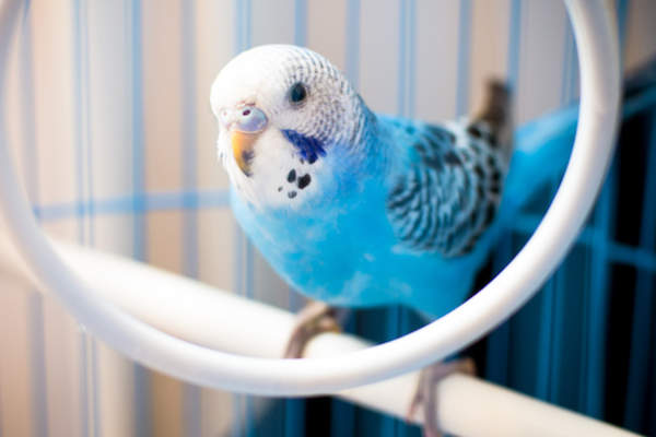 宠物鸟
