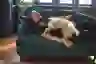男人和他的狗在沙发上睡觉