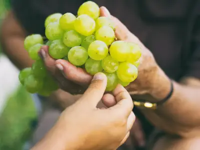 祖母和孙子分享绿葡萄