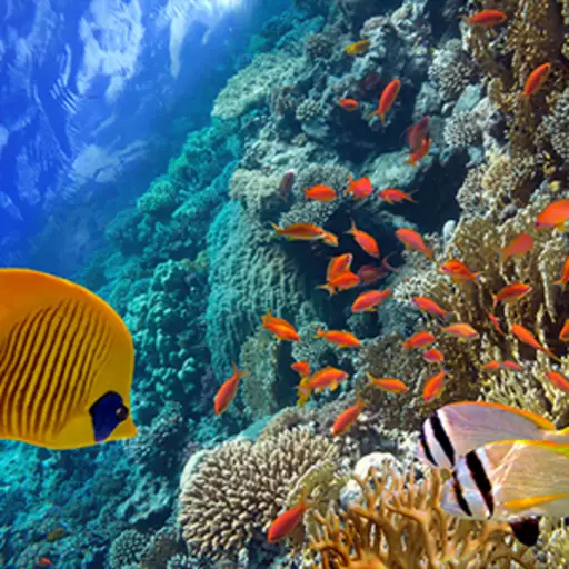 五颜六色的热带鱼在水下游泳。