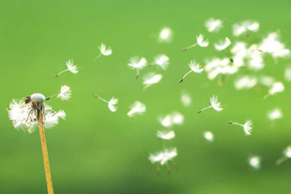 蒲公英的种子在风中飘扬。