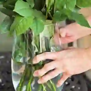 Arthritic Seniors hands holding a vase