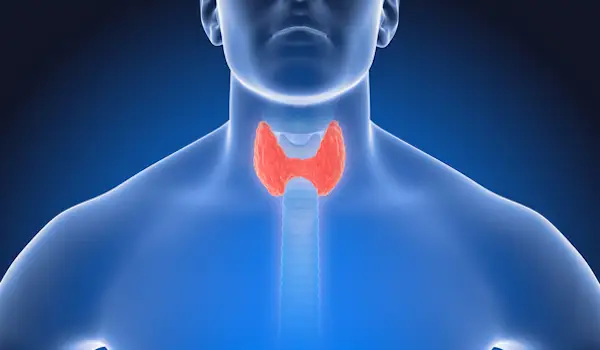 甲状腺在喉咙图像中突出显示。