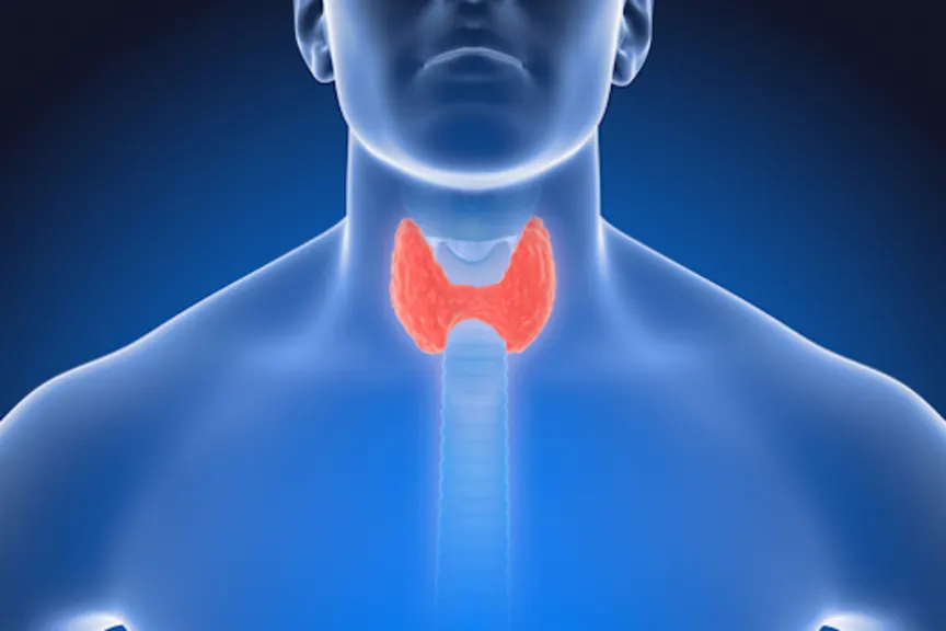 喉部甲状腺突出显示。