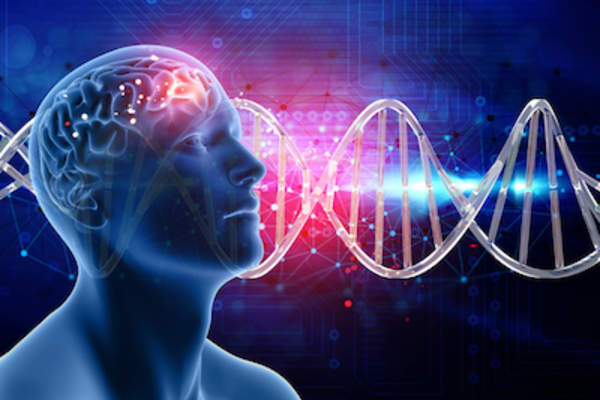 遗传学和人类大脑的概念。