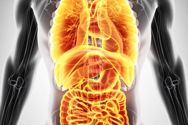 内脏器官,人体解剖学。