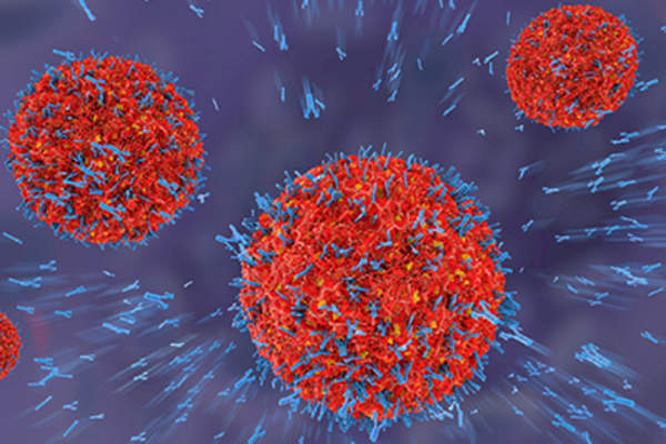 免疫细胞、抗体。