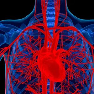 心血管系统形象