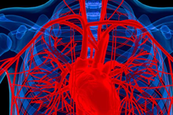 心血管系统映像